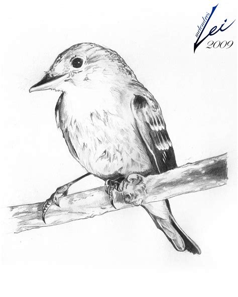 100,000+ Free Bird Sketch & Sketch Images .